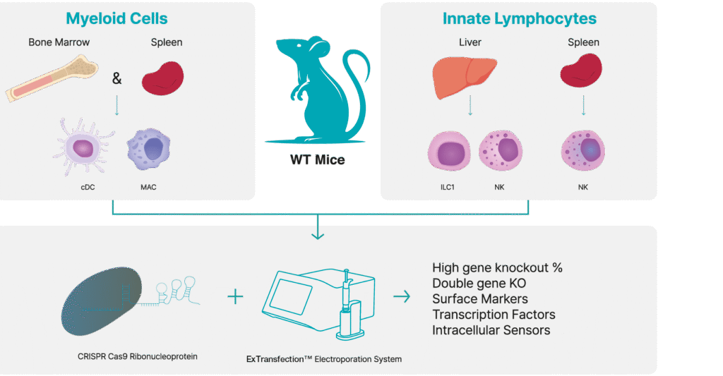 Infografika pokazująca skuteczność ExTransfection™ w eksperymentach CRISPR/Cas9